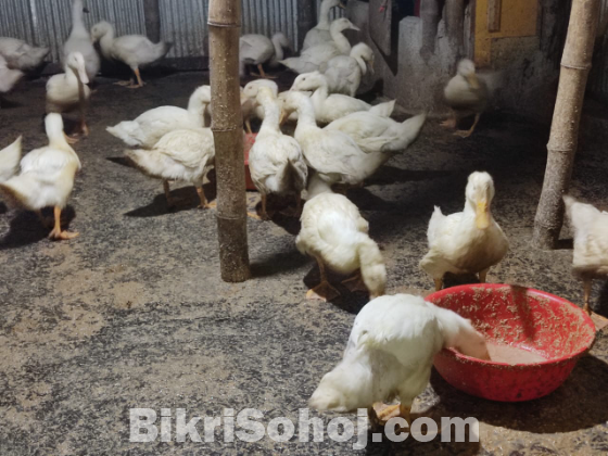 পিকিং স্টার থার্টিন হাঁস